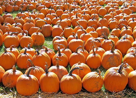 orange, grøn, græs, dagtimerne, græskar, lappe, efterår, halloween, høst, oktober, taksigelse, sæson, gård, Mark, afgrøde, landbrug, grøntsag, november, Land, udendørs, jack-o-lanterne, squash, marked, centnergraeskar, fremstille, moden, bønder marked, organisk, voksende, ranch, dyrkede, havebrug, vækst, i en række, stor gruppe af objekter, mad og drikke, ingen mennesker, orange farve, mad, dag, overflod, arrangement, side om side, sund kost, jord, fuld ramme, natur, friskhed, sollys, 2K, CC0, offentligt domæne, royaltyfrie