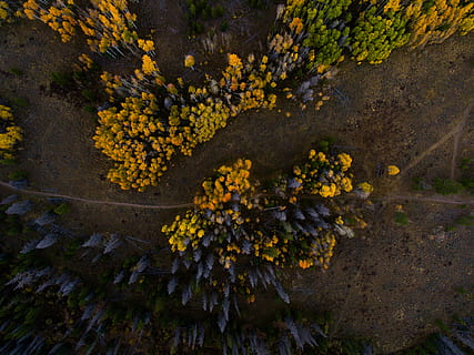 antenne, Foto, gul, blomster, udsigt, sort, Skov, træ, drone visning, luftfoto, efterår, sti, vej, ovenfra, farve, drone, mønster, natur, plante, skønhed i naturen, vækst, blomstrende plante, blomst, ingen mennesker, dag, lave om, ro, afdeling, friskhed, høj vinkel visning, udendørs, jord, tæt på, sårbarhed, efterårssamling, 4K, CC0, offentligt domæne, royaltyfrie