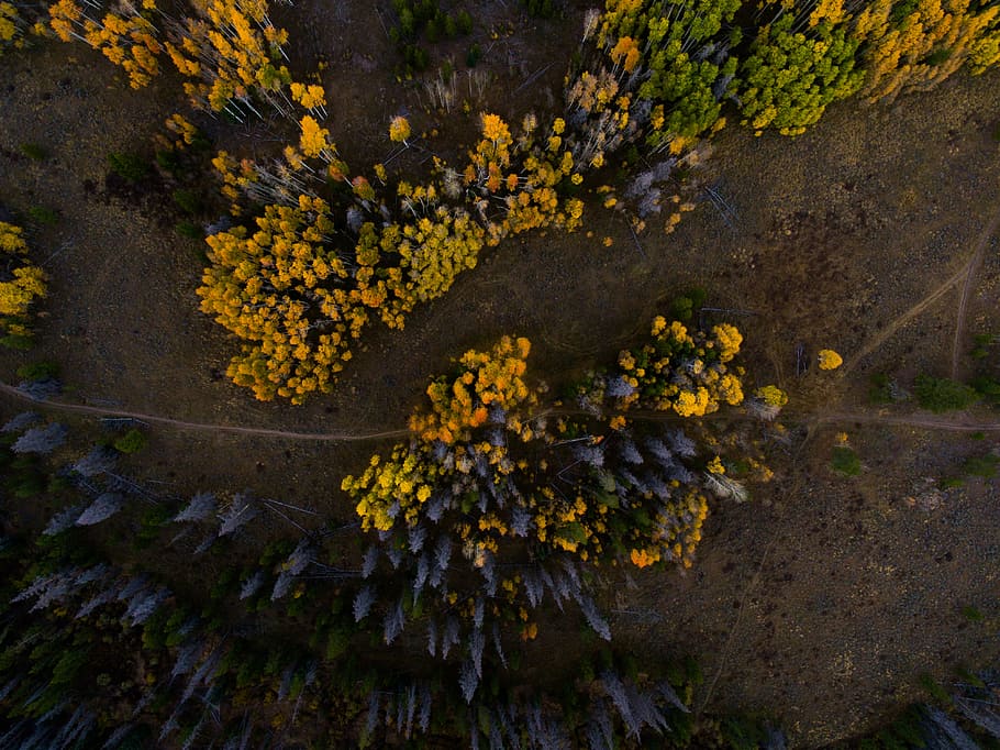 antenne, Foto, gul, blomster, udsigt, sort, Skov, træ, drone visning, luftfoto, efterår, sti, vej, ovenfra, farve, drone, mønster, natur, plante, skønhed i naturen, vækst, blomstrende plante, blomst, ingen mennesker, dag, lave om, ro, afdeling, friskhed, høj vinkel visning, udendørs, jord, tæt på, sårbarhed, efterårssamling, 4K
