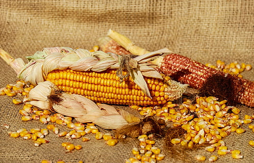 two, corn cobs, placed, beige, sack, corn, piston, corn kernels, yellow, food, crop, plant, young, corn leaves, woven, decoration, food and drink, healthy eating, barbecue, no people, seafood, close-up, freshness, outdoors, corn on the cob, vegetable, cereal plant, wellbeing, sweetcorn, agriculture, corn - crop, raw food, indoors, dried food, vegetarian food, 4K, CC0, public domain, royalty free