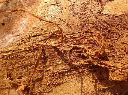 texture 4, hires, background, composition, full frame, no people, geology, ancient, nature, backgrounds, brown, textured, rock, fossil, extinct, rock - object, close-up, day, history, outdoors, solid, animal, animal themes, rock formation, paleontology, archaeology, 4K, CC0, public domain, royalty free