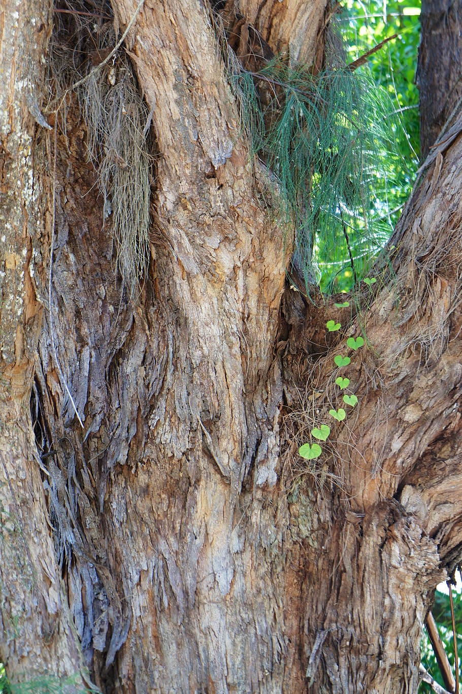tribu, arbre, corona, verd, branques, bosc, naturalesa, planta, tronc de l'arbre, tronc, dia, cap gent, creixement, terra, primer pla, textura, tranquil·litat, a l'aire lliure, bellesa a la natura, material de fusta, marró, part de la planta, escorça de la planta, aspre, escorça, 4K