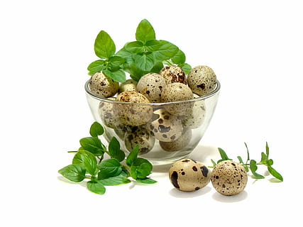 grupo, ovos de codorna, ovos, Codorna, hortelã, cozinha, Comida, frescura, folha, orgânico, fechar-se, parte da planta, comida e bebida, tiro do estúdio, Cortar fora, cor verde, fundo branco, erva, plantar, natureza, dentro de casa, ninguém, manjericão, especiaria, folha de hortelã - culinária, bem-estar, ainda vida, cor branca, vaso de flores, 2K, CC0, domínio público, royalty free
