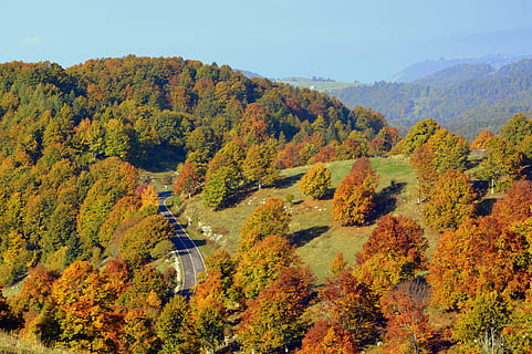 udflugt, træer, Skov, efterår, sti, bjerg, den europæiske vej, e5, Lessinia, Italien, træ, lave om, skønhed i naturen, plante, ro, scenics - natur, rolig scene, natur, orange farve, ikke-urbane scene, ingen mennesker, vækst, dag, himmel, idyllisk, jord, landskab, høj vinkel visning, udendørs, efterårssamling, 4K, CC0, offentligt domæne, royaltyfrie