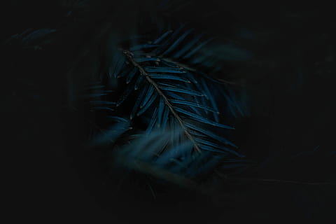 blue, green, leaves, painting, close, photo, linear, dark, leaf, plant, tree, woodland, close-up, no people, nature, selective focus, growth, beauty in nature, feather, vulnerability, fragility, crop, plant part, black background, softness, night, outdoors, cereal plant, 5K, CC0, public domain, royalty free