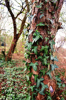 albero, coperto, piante, tronco d'albero, tronco, edera, edera cresciuta, edera albero cresciuto, fogliame, pianta rampicante, vite, parco, natura, pianta, crescita, concentrarsi sulle conoscenze acquisite, giorno, foresta, nessuno, terra, avvicinamento, bellezza nella natura, all'aperto, parte vegetale, la tranquillità, ramo, colore verde, foglia, strutturato, abbaiare, lichene, 5K, CC0, dominio pubblico, privo di copyright