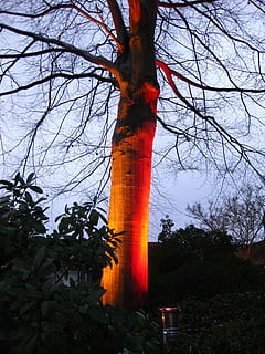 träd, himmel, vinterträd, belysning, ljus, växt, natur, inget folk, orange färg, trädstam, lågvinkelvy, landa, trunk, tillväxt, miljö, miljöfrågor, olyckor och katastrofer, brand, skog, brinnande, utomhus, dag, skönhet i naturen, förorening, luftförorening, 2K, CC0, offentligt domän, royaltyfria
