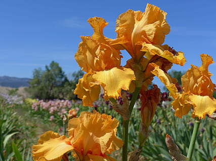 gul iris, iris, blomst, blomst, iris, natur, himmel, udendørs, blå, gul, plante, landskab, blad, skønhed i naturen, tæt på, vækst, blomstrende plante, sårbarhed, skrøbelighed, kronblad, blomsterhoved, blomsterstand, friskhed, ingen mennesker, Mark, fokus på forgrunden, sollys, dag, 2K, CC0, offentligt domæne, royaltyfrie