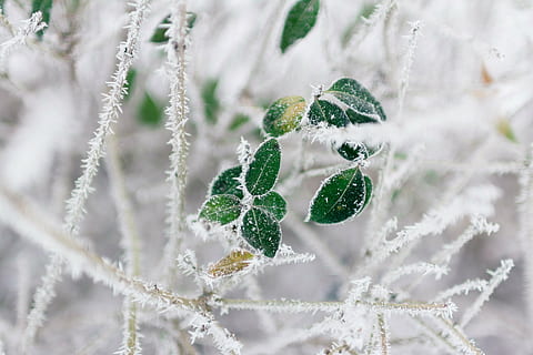 selektīvs, fokuss, lapas, aptver, sniegs, zaļa, augu, snowflakes, fotogrāfija, koki, filiāle, raksturs, ziemā, auksts, laikapstākļi, aukstā temperatūra, izaugsmi, tuvplāns, nav cilvēku, svaigumu, augu daļa, saldēti, zaļā krāsa, augļi, dienā, ēdiens, pārtika un dzērieni, ledus, veselīga ēšana, koks, ārā, 5K, CC0, publiskais domēns, bez atlīdzības