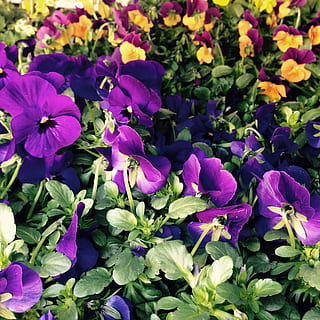 blomster, forår, påske, gul, kodriver, blomstrende plante, blomst, kronblad, skønhed i naturen, friskhed, sårbarhed, plante, skrøbelighed, vækst, lilla, tæt på, blomsterstand, blomsterhoved, stedmoderblomst, natur, botanik, ingen mennesker, dag, plante del, udendørs, blomsterseng, 1080P, CC0, offentligt domæne, royaltyfrie