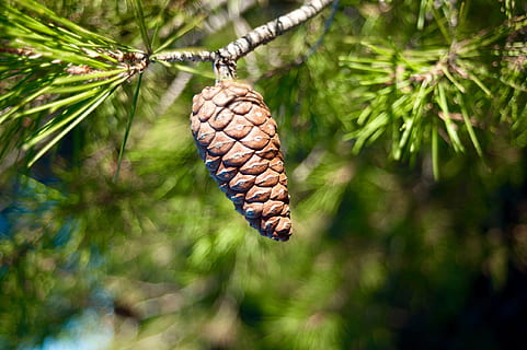 pinecone, spygliuočių, pobūdį, medis, augalų, pušies kūgis, spygliuočių medis, pinaceae, gyvūnų gyvūnija, pušies, nėra žmonių, gyvūnų temos, lauke, gyvūnas, Iš arti, grožis gamtoje, miškas, sutelkti dėmesį į naujas žinias, maisto, vienas gyvūnas, dieną, Maistas ir gėrimai, gyvūnų sparnas, adatos augalų dalis, drugelis - vabzdys, 2K, CC0, Viešasis domenas, nemokamai