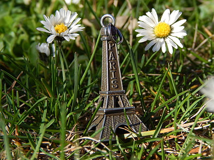 daisy, gräs, vår, torn, grön, torn, grön, gul, vit, blomma, inget folk, påsklilja, dag, utomhus, blommande växt, växt, friskhet, bräcklighet, sårbarhet, tillväxt, natur, kronblad, blomhuvud, vit färg, närbild, skönhet i naturen, blomställning, fält, fokusera på förgrunden, landa, pollen, grässtrå, 4K, CC0, offentligt domän, royaltyfria