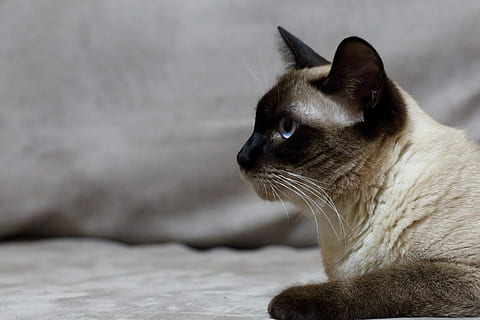 kucing, hewan peliharaan, Siam, peri, Paskah, satu binatang, tema binatang, kucing rumahan, binatang lokal, suhu dingin, mamalia, hewan, lokal, licik, kumis, merapatkan, mencari, memalingkan muka, bertulang belakang, tidak ada orang, bagian tubuh hewan, dalam ruangan, kepala hewan, relaksasi, tampilan profil, mata binatang, 4K, CC0, domain publik, bebas royalti