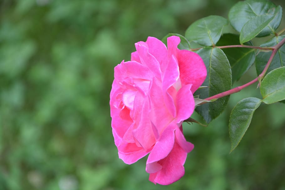 rosa, Perfil, Roser, arbust, verd, naturalesa, jardí, florit, planta amb flors, flor, planta, color rosa, bellesa a la natura, pètal, vulnerabilitat, fragilitat, frescor, creixement, primer pla, inflorescència, cap de flor, dia, cap gent, centrar-se en primer pla, full, part de la planta, a l'aire lliure, 5K
