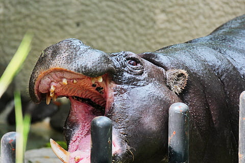 animale, copertina, zoo, grande, frenetico, temi animali, un animale, parte del corpo animale, fauna selvatica, animali allo stato selvatico, nessuno, bocca aperta, vertebrato, avvicinamento, bocca, concentrarsi sulle conoscenze acquisite, natura, giorno, testa di animale, ippopotamo, denti di animale, mammifero, bocca animale, all'aperto, erbivoro, aggressione, marino, 2K, CC0, dominio pubblico, privo di copyright