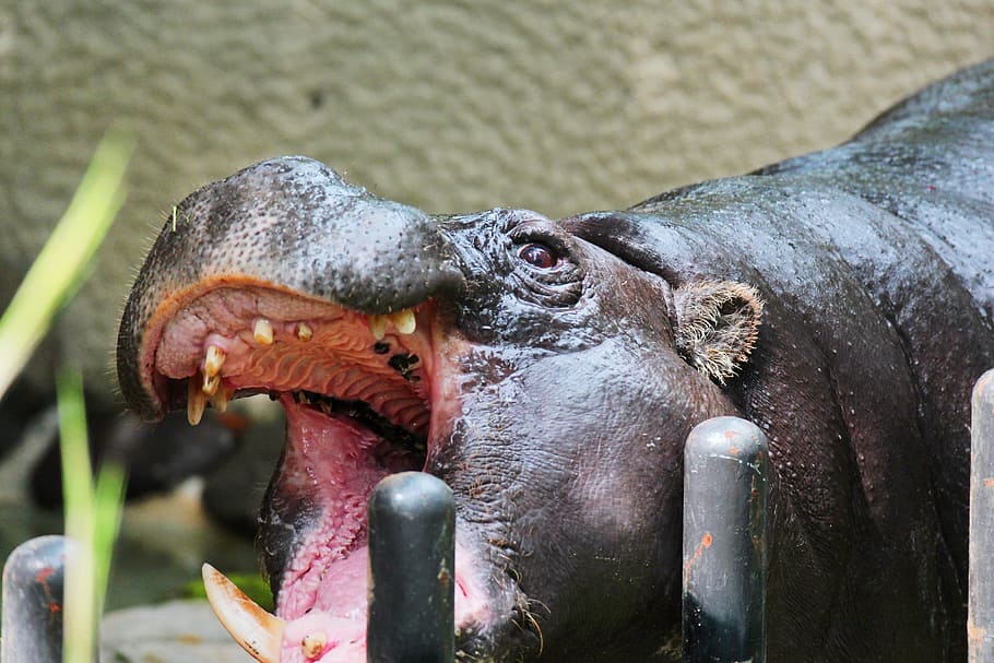 animale, copertina, zoo, grande, frenetico, temi animali, un animale, parte del corpo animale, fauna selvatica, animali allo stato selvatico, nessuno, bocca aperta, vertebrato, avvicinamento, bocca, concentrarsi sulle conoscenze acquisite, natura, giorno, testa di animale, ippopotamo, denti di animale, mammifero, bocca animale, all'aperto, erbivoro, aggressione, marino, 2K