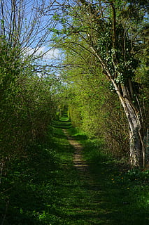lontano, sentiero, percorso migratorio, wegchen, cespugli, alberi, arbusti, pianta, albero, direzione, la strada davanti, colore verde, la tranquillità, crescita, giorno, natura, nessuno, bellezza nella natura, scena tranquilla, scenics - natura, ramo, all'aperto, erba, terra, scena non urbana, tronco d'albero, prospettiva decrescente, 5K, CC0, dominio pubblico, privo di copyright