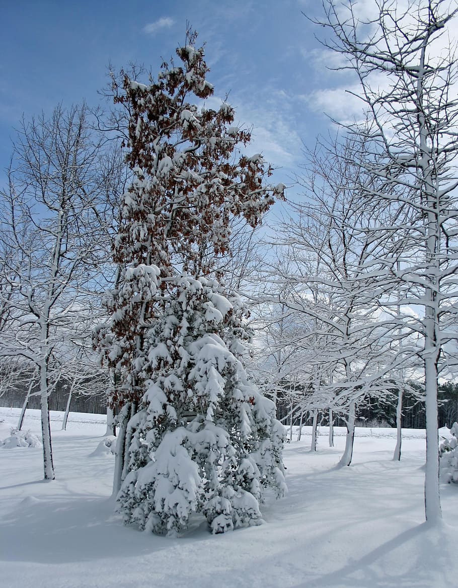 arbre, neu, hivern, escena, fred, desembre, gelades, branca, floc de neu, gelada, congelat, estacional, nevades, ze, vent de neu, escènic, picea, avet, natural, temps, temperatura de fred, planta, bellesa a la natura, cel, naturalesa, tranquil·litat, Color blanc, escena tranquil·la, cap gent, dia, camp, terra, escenics - natura, cobertura, creixement, a l'aire lliure, 2K