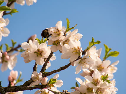 vår, blomstre, blomst, tre, anlegg, natur, Lukk, vårblomstring, blomstrende plante, skjørhet, friskhet, sårbarhet, skjønnhet i naturen, petal, vekst, blomsterhodet, gren, lav vinkel visning, våren, himmel, nærbilde, inflorescence, pollen, ingen folk, kirsebærblomst, kirsebærtre, pollinering, 4K, CC0, offentlig domene, opphavsrett gratis