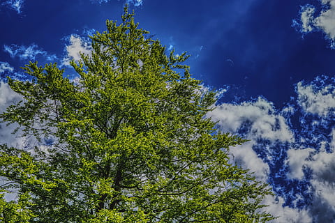 arbre, cel, núvols, blau, naturalesa, verd, cel cobert, estètic, branques, fulles, planta, núvol - cel, bellesa a la natura, vista d’angle baix, creixement, tranquil·litat, color verd, cap gent, escena tranquil·la, dia, escenics - natura, a l'aire lliure, branca, idíl·lic, escena no urbana, llum solar, directament a sota, arbre de coníferes, 5K, CC0, domini públic, lliure de regalies