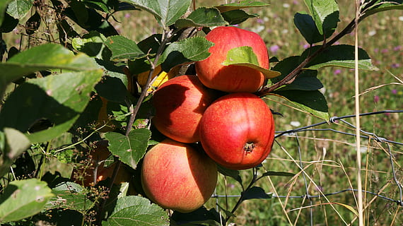 arbre fruiter, arbre, fruita, pomes, vermell, poder, menjar, menjar i beguda, alimentació saludable, creixement, full, frescor, planta, benestar, part de la planta, naturalesa, agricultura, cap gent, dia, madur, color verd, primer pla, orgànic, a l'aire lliure, 5K, CC0, domini públic, lliure de regalies