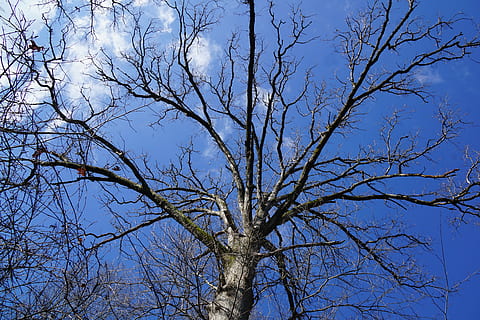 inverno, albero, dicembre, appassire, pianta, albero nudo, ramo, cielo, nessuno, Inquadratura dal basso, la tranquillità, natura, tronco d'albero, giorno, tronco, scenics - natura, blu, bellezza nella natura, all'aperto, cielo sereno, crescita, pianta morta, scena tranquilla, baldacchino di albero, 5K, CC0, dominio pubblico, privo di copyright
