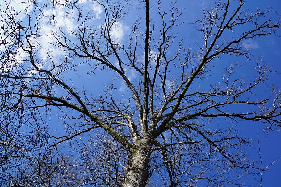 inverno, albero, dicembre, appassire, pianta, albero nudo, ramo, cielo, nessuno, Inquadratura dal basso, la tranquillità, natura, tronco d'albero, giorno, tronco, scenics - natura, blu, bellezza nella natura, all'aperto, cielo sereno, crescita, pianta morta, scena tranquilla, baldacchino di albero, 5K