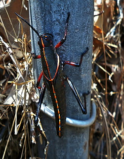 Heuschrecke, Fehler, Insekt, Gras, Natur, fliegendes Insekt, schwarz, Nahansicht, Tierthemen, Fokus auf den Vordergrund, Tier, Tiere in freier Wildbahn, keine Leute, Tag, Tierwelt, wirbellos, draußen, ein Tier, hängend, Pflanze, Sonnenlicht, High Angle View, rot, Metall, 4K, CC0, gemeinfrei, lizenzfrei
