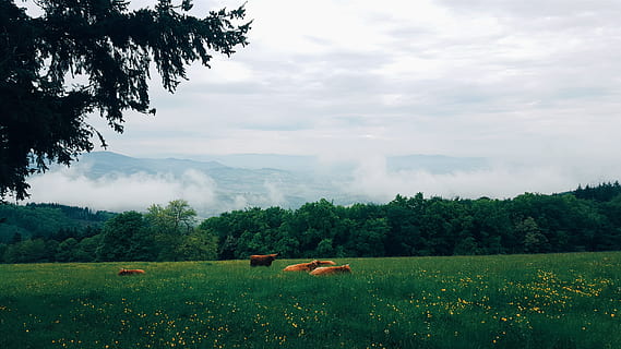 flok, køer, græs, Brun, kvæg, dagtimerne, fotografering, bos taurus, grønt græs, græsfelt, træer, hvid himmel, ko, træ, Mark, Sky, tåge, natur, landbrug, landlige scene, sommer, gård, udendørs, grøn farve, landskab, eng, himmel, ikke-urbane scene, vækst, plante, sky - himmel, skønhed i naturen, miljø, jord, pattedyr, dyre temaer, husdyr, dyr, kæledyr, indenlandske, ingen mennesker, planteædende, 2K, CC0, offentligt domæne, royaltyfrie