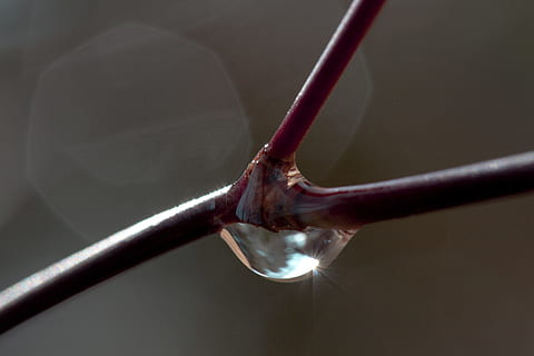 Frühling, Ast, Regentropfen, Baum, Flora, tropfen, Ahorn, schließen, Wassertropfen, japanischer Ahorn, Scharf, unscharf, Bokeh, Makro, Reflex, Sonnenstrahl, Lenz, Nahansicht, Hand, drinnen, Haushaltsausstattung, einzelnes Objekt, Fokus auf den Vordergrund, Menschen, Küchenutensilien, Musik-, Studioaufnahme, menschliches Körperteil, Metall, Pinsel, Bürste, menschliche Hand, Gesundheitswesen und Medizin, Arbeitsgerät, fallen, Besetzung, 4K, CC0, gemeinfrei, lizenzfrei