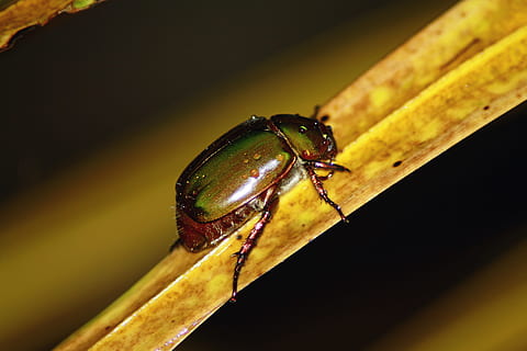 foglia, insetto, macro, scarafaggio, avvicinamento, temi animali, fauna selvatica, animale, invertebrato, animali allo stato selvatico, un animale, nessuno, natura, concentrarsi sulle conoscenze acquisite, parte del corpo animale, all'aperto, giorno, colore verde, legno - materiale, giallo, sfondo nero, testa di animale, occhio animale, 4K, CC0, dominio pubblico, privo di copyright