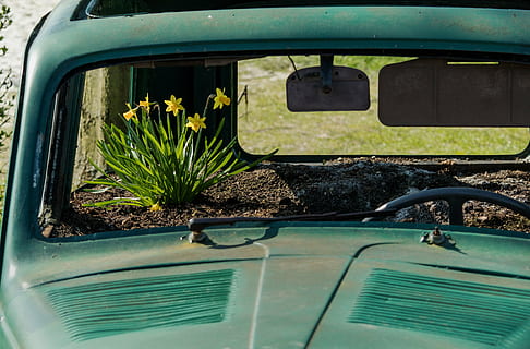 gul, blomstrede blomster, inde, grøn, forladt, køretøj, auto, oldtimer, osterglocken, påskeliljer, vrag, bil kirkegård, bil, transportmidler, ingen mennesker, grøn farve, dag, vand, natur, udendørs, tæt på, transportform, motor køretøj, land køretøj, plante, afspejling, glas - materiale, vækst, vindue, forrude, rat, sollys, retro stylet, køretøj spejl, 5K