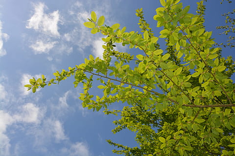 fascino delle foglie, pergolato, albero, cielo nuvoloso, cielo blu, nuvola bianca, pianta, cielo, foglia, Inquadratura dal basso, natura, parte vegetale, crescita, nuvola - cielo, ramo, giorno, colore verde, bellezza nella natura, nessuno, all'aperto, freschezza, la tranquillità, luce del sole, blu, ambiente, foglia di acero, 5K, CC0, dominio pubblico, privo di copyright