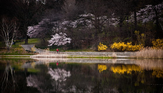 Bäume, Pflanzen, reflektieren, Wasser, Weg, Gartenwasser Reflexion, See, Reflexion, Baum, Wald, Pflanze, Schönheit in der Natur, Ruhe, ruhige Szene, Natur, Szenen - Natur, Wachstum, Nicht-städtische Szene, Ufergegend, keine Leute, idyllisch, Blume, Tag, Land, draußen, Frühling, Kirschblüte, 1080P, CC0, gemeinfrei, lizenzfrei