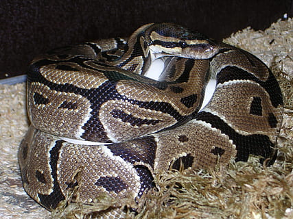 ball python, python regius, snake, reptile, constrictor, python, egg, boa, snake eggs, young, breeding, mother, animal themes, animal, animal wildlife, close-up, one animal, animals in the wild, no people, nature, sea, underwater, animal body part, vertebrate, sea life, studio shot, indoors, water, marine, black background, animal scale, 1080P, CC0, public domain, royalty free