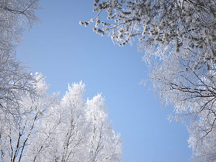 koude, hemel, sneeuw, bomen, wit, winter, boom, fabriek, tak, koude temperatuur, schoonheid in de natuur, natuur, heldere lucht, witte kleur, lage hoekweergave, geen mensen, bevroren, blauw, lente, kalmte, bloesem, dag, buitenshuis, ijs-, kruin, kersenbloesem, kersenboom, 2K, CC0, publiek domein, royaltyvrij