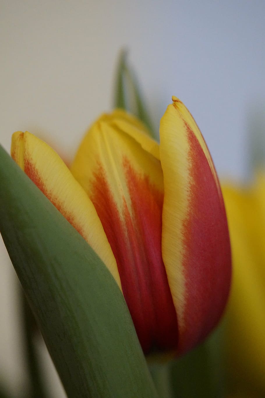 tulipa, primavera, tancar, flor, florir, macro, flor groga, vermell, ram de tulipa, schnittblume, frescor, primer pla, planta amb flors, planta, bellesa a la natura, vulnerabilitat, centrar-se en primer pla, cap gent, fragilitat, naturalesa, pètal, inflorescència, cap de flor, creixement, alimentació saludable, groc, plàtan, fruita, dia, madur, 5K