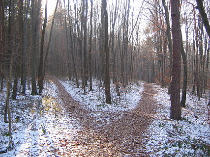 portret fotografie, Bos, dag, bospad, winter, tweesprong, boom, land-, kalmte, sneeuw, rustige scène, koude temperatuur, fabriek, niet-stedelijke scène, natuur, boomstam, schoonheid in de natuur, kale boom, scenics - natuur, romp, bos-, geen mensen, buitenshuis, treelined, spoor, 1080P, CC0, publiek domein, royaltyvrij