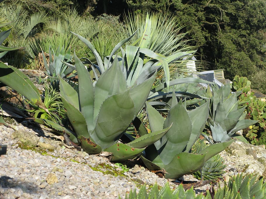 agave, planta, cactus, creixement, color verd, planta suculenta, naturalesa, cap gent, bellesa a la natura, dia, terra, camp, full, part de la planta, llum solar, a l'aire lliure, tranquil·litat, primer pla, cactus de figuera de moro, rock, sòlid, 4K