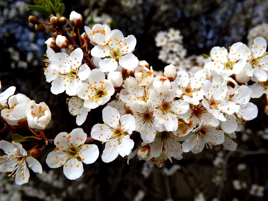 flor, primavera blanca, casey, fragilitat, planta amb flors, planta, creixement, vulnerabilitat, frescor, bellesa a la natura, arbre, pètal, primavera, naturalesa, Color blanc, centrar-se en primer pla, dia, cap de flor, primer pla, inflorescència, branca, pol·len, cap gent, flor de cirerer, a l'aire lliure, cirerer, Ram de flors, 4K