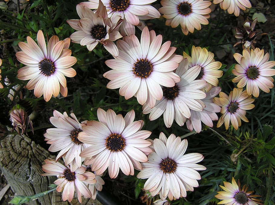 sommer, sol, daisy, blomst, blomstrende plante, plante, friskhed, skrøbelighed, sårbarhed, kronblad, blomsterhoved, skønhed i naturen, blomsterstand, hvid farve, vækst, tæt på, natur, høj vinkel visning, ingen mennesker, dag, pollen, udendørs, Osteospermum, 1080P