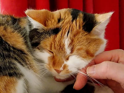 Schlaganfall, kriechen, Katze, Haustier, Tier, Pelz, Ohren, glückliche Katze, dreifarbig, genießen, verwöhnen, Säugetier, Tiere und Menschen, Katzenhaltung, Entspannen Sie Sich, Schnurren, Süss, Beachtung, Schnauze, Barthaare, Makrele, sich ausruhen, inländisch, Haustiere, menschliche Hand, ein Tier, Hand, menschliches Körperteil, Wirbeltier, Körperteil, eine Person, halten, Nahansicht, katzenartig, echte Menschen, Finger, Whisker, Haustierbesitzer, 4K, CC0, gemeinfrei, lizenzfrei