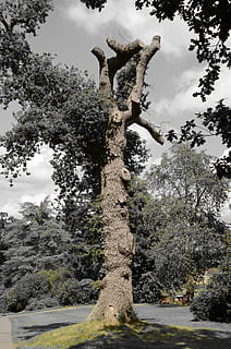træ, natur, landskab, scene, drama, humør, imponerende, død plante, atmosfære, atmosfærisk, romantik, plante, vækst, himmel, ro, skønhed i naturen, dag, ingen mennesker, sky - himmel, afdeling, lav vinkel visning, rolig scene, træstamme, bagagerum, udendørs, scenics - natur, jord, Skov, ikke-urbane scene, 4K, CC0, offentligt domæne, royaltyfrie