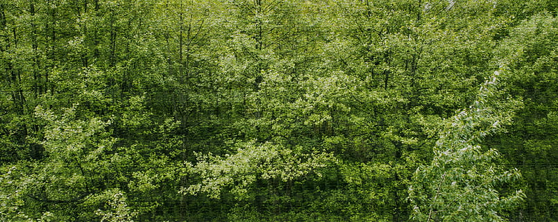 paysage, la nature, forêt, des arbres, branches, lumière du jour, environnement, vert, croissance, feuilles, en plein air, scène, les bois, couleur verte, plante, arbre, arrière-plans, beauté dans la nature, terre, personne, plein cadre, journée, feuillage luxuriant, feuillage, tranquillité, printemps, paysages - nature, scène tranquille, forêt tropicale, 5K, CC0, domaine public, libre de droits