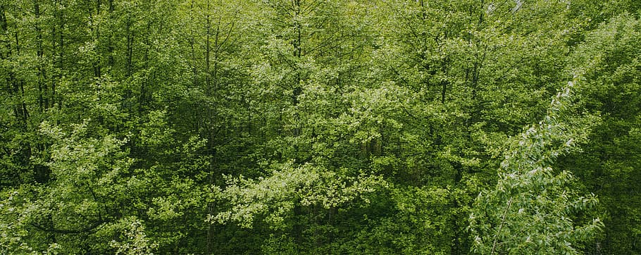 paisatge, naturalesa, bosc, arbres, branques, la llum del dia, medi ambient, verd, creixement, fulles, a l'aire lliure, escena, boscos, color verd, planta, arbre, fons, bellesa a la natura, terra, cap gent, marc complet, dia, exuberant fullatge, fullatge, tranquil·litat, primavera, escenics - natura, escena tranquil·la, selva tropical, 5K