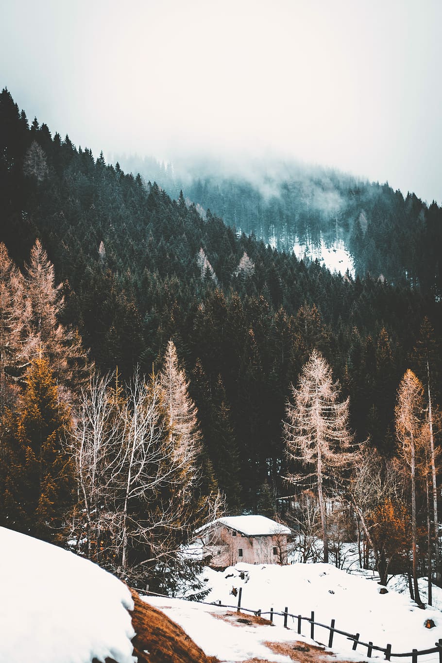 marrón, de madera, casa, verde, árboles de hojas, tiempo de día, alto, fotografía de ángulo, arboles, montaña, choza, bosque, árbol, naturaleza, nieve, niebla, cerca, edificio, paisaje, primavera, brumoso, Tirol del Sur, papel pintado, Italia, temperatura fría, invierno, planta, paisajes - naturaleza, belleza en la naturaleza, tranquilidad, escena tranquila, ambiente, cubierta, tierra, día, escena no urbana, nadie, cielo, al aire libre, Montaña cubierta de nieve, 5K