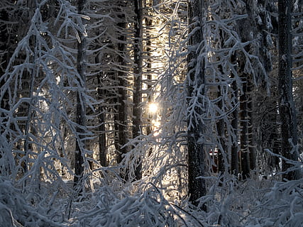 neu, hivern, arbres, llum, sol, fred, gel, gelades, gelada, bosc, naturalesa, arbre, fred - temperatura, a l'aire lliure, temporada, paisatge, blanc, congelat, escenics, temperatura de fred, planta, terra, cap gent, tranquil·litat, bellesa a la natura, escenics - natura, escena tranquil·la, escena no urbana, tronc, tronc de l'arbre, cargol, arbre de coníferes, pi, nevar, bosc de pi, 2K, CC0, domini públic, lliure de regalies