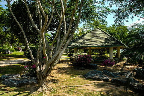 Baumwurzeln, Hütte, Baum, Haus, tropisches Klima, draußen, gebaute Struktur, die Architektur, Pflanze, Gebäudehülle, Natur, Tag, Wachstum, keine Leute, Gebäude, Rock, Park, Schönheit in der Natur, Sonnenlicht, Park - menschgemachter Raum, solide, Himmel, Rock - Objekt, 2K, CC0, gemeinfrei, lizenzfrei