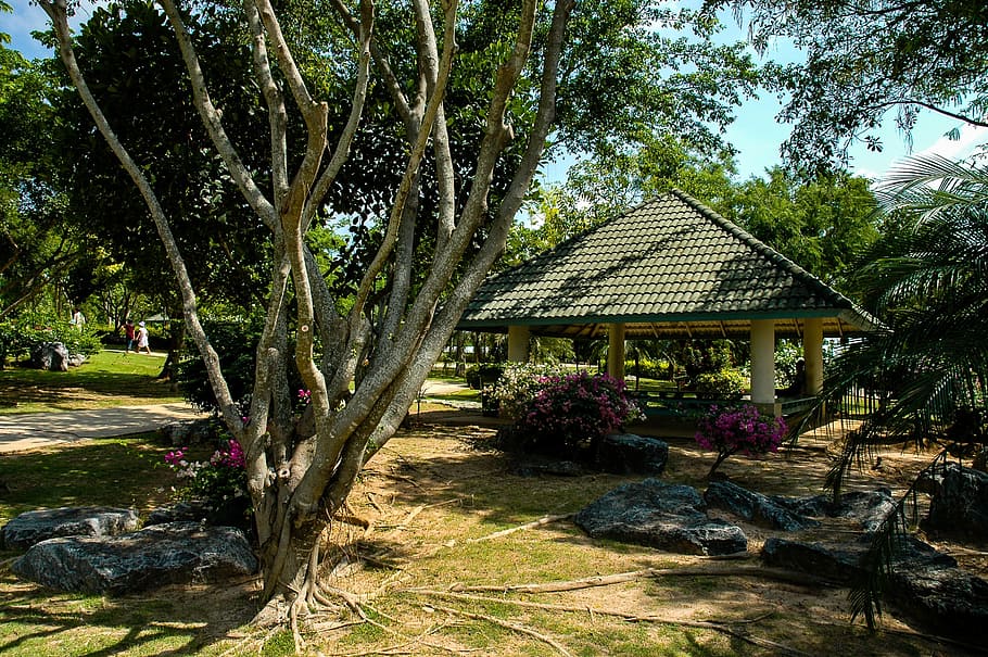 Baumwurzeln, Hütte, Baum, Haus, tropisches Klima, draußen, gebaute Struktur, die Architektur, Pflanze, Gebäudehülle, Natur, Tag, Wachstum, keine Leute, Gebäude, Rock, Park, Schönheit in der Natur, Sonnenlicht, Park - menschgemachter Raum, solide, Himmel, Rock - Objekt, 2K