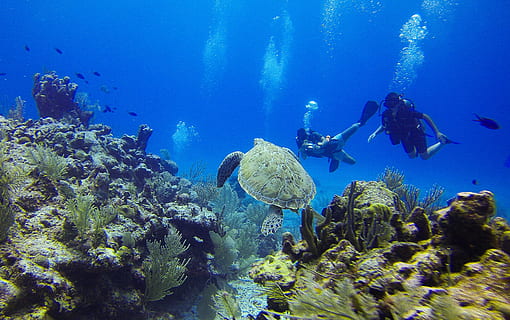 Due, persone, acqua, tartaruga, immersione, tuffatore, bottiglie, fondali marini, coralli, subacqueo, sottomarino, vita marina, mare, pesce, scogliera, immersioni in subacquea, nuoto, avventura, sport acquatico, fauna selvatica, animali allo stato selvatico, sport, animale, temi animali, esplorazione, natura, gruppo di animali, blu, corallo, marino, immersione subacquea, muta, 2K, CC0, dominio pubblico, privo di copyright